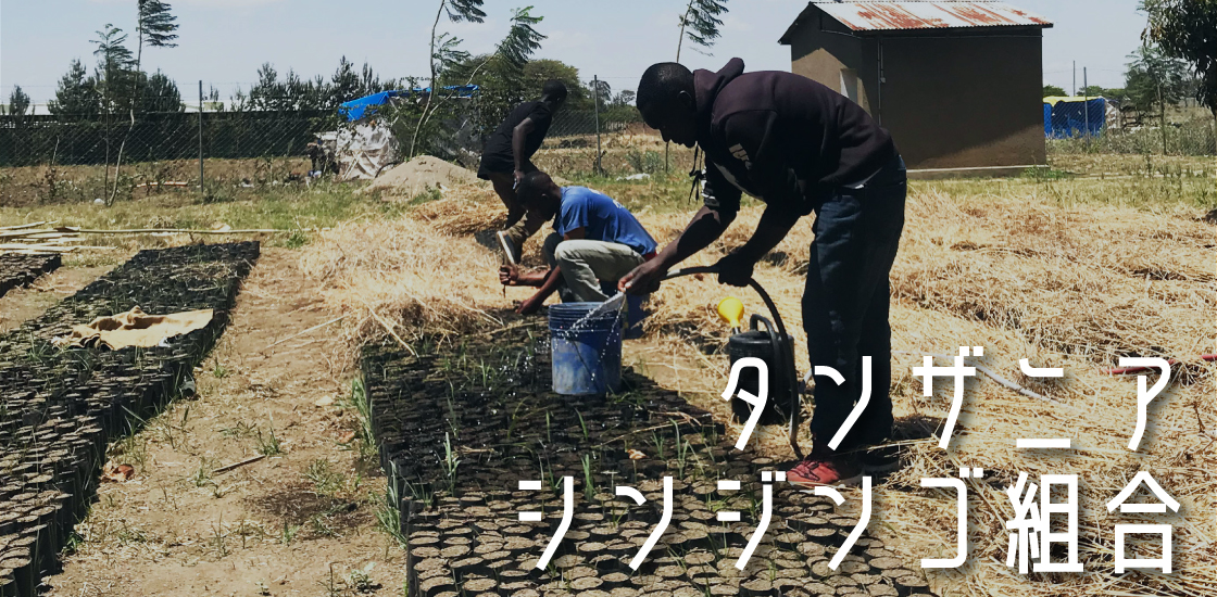 タンザニア シンジンゴ組合