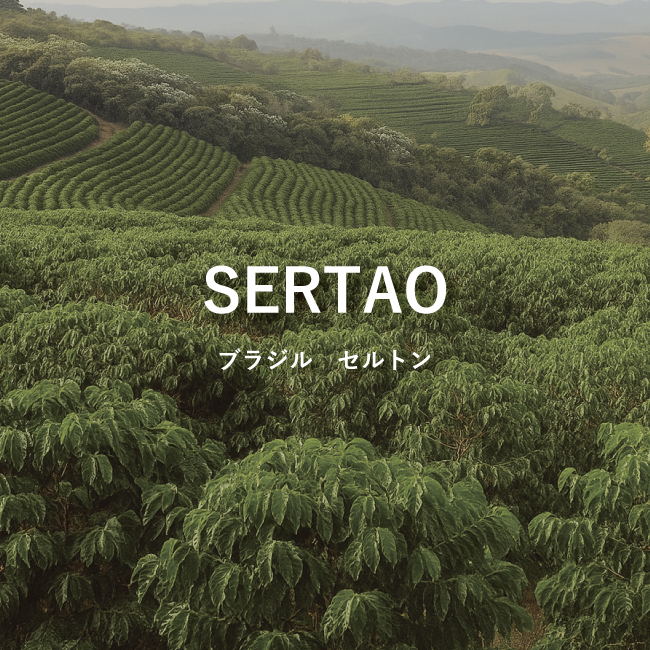 ブラジル産スペシャルティコーヒー|セルトンのコーヒー