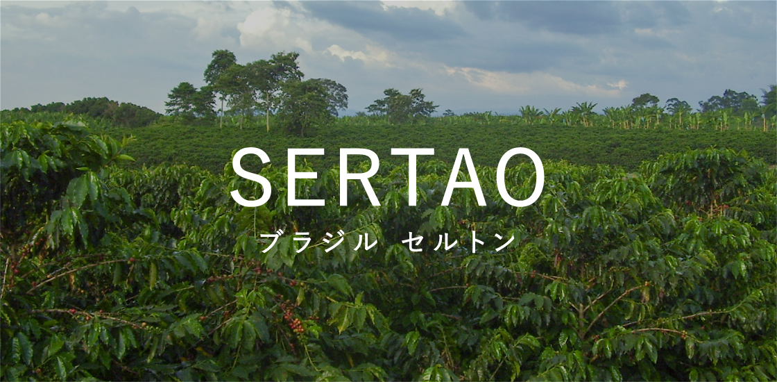 ブラジル産スペシャルティコーヒー｜セルタン