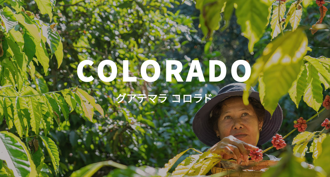 グアテマラ　リオコロラド農園の写真