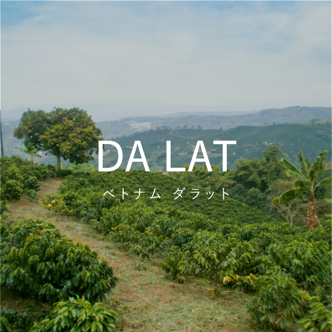 ベトナム産スペシャルティコーヒー｜ダラット
