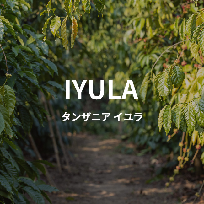 タンザニア産スペシャルティコーヒー| イユラ